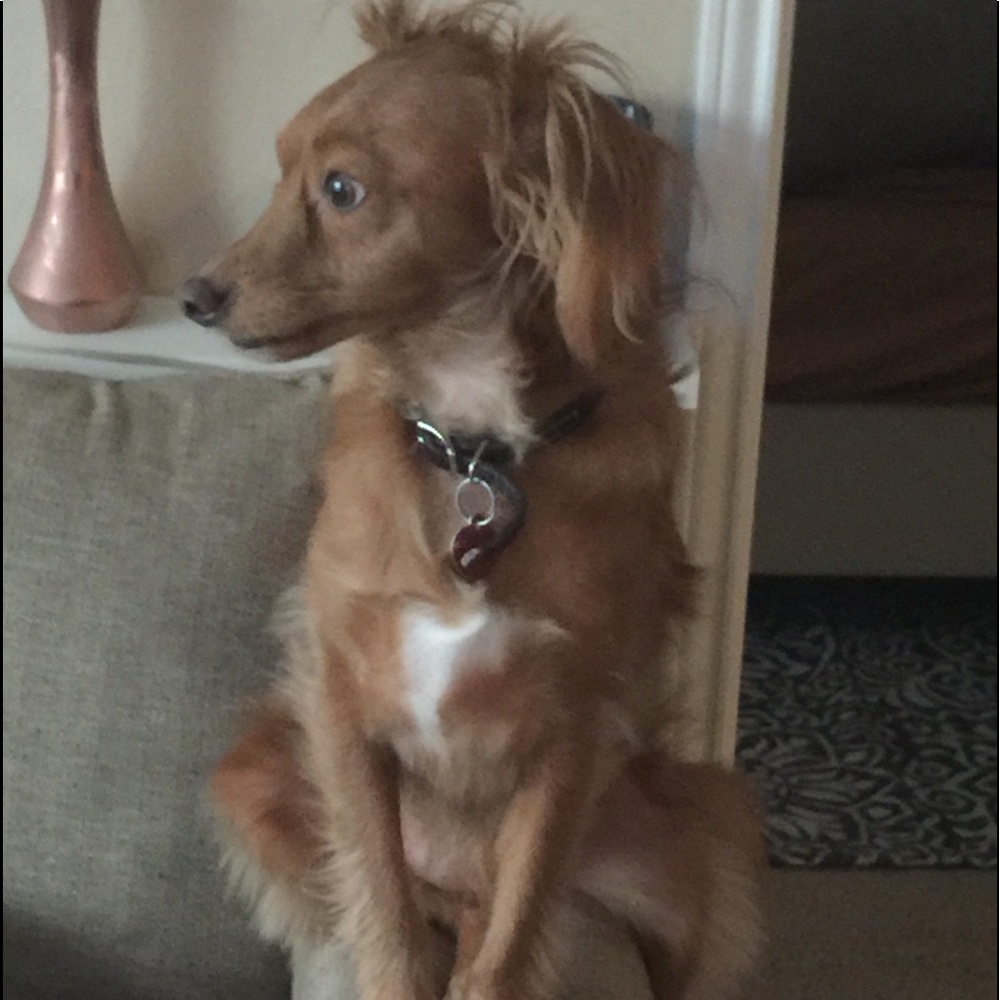 Meet your Posher, Meeka